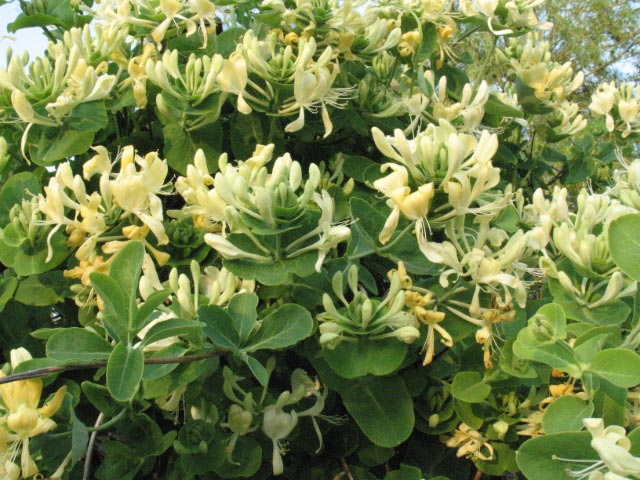 Italian honeysuckle